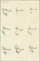 An illustration from Essai sur la physiognomonie : destiné a faire connoître l'homme & à le faire aimer (1781)
