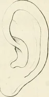 An illustration from Essai sur la physiognomonie : destiné a faire connoître l'homme & à le faire aimer (1781)