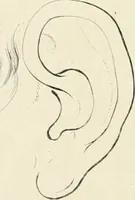 An illustration from Essai sur la physiognomonie : destiné a faire connoître l'homme & à le faire aimer (1781)