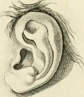 An illustration from Essai sur la physiognomonie : destiné a faire connoître l'homme & à le faire aimer (1781)