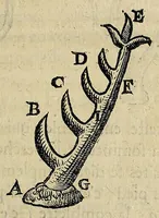 Picture 4 of 79 from Essay des merueilles de nature, et des plus nobles artifices : piece tres-necessaire à tous ceux qui font profession d'eloquence (1622), leaf 27