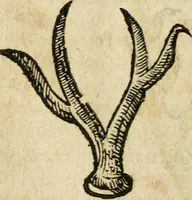 An illustration from Essay des merveilles de natvre et des plvs nobles actifices. Piece tres necessaire, à tous ceux qui font profession d'eloquence (1636)