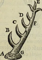 An illustration from Essay des merveilles de natvre, et des plvs nobles artifices. Piece tres-necessaire, à tous ceux qui font profession d'eloquence (1625)