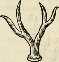 An illustration from Essay des merveilles de natvre, et des plvs nobles artifices. Piece tres-necessaire, à tous ceux qui font profession d'eloquence (1625)