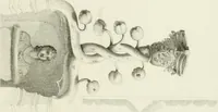 Picture 74 of 83 from Essay on the origin, history, and principles, of Gothic architecture (1813), leaf 265