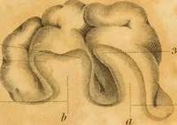 An illustration from Essays on phrenology : or an inquiry into the principles and utility of the system of Drs. Gall and Spurzheim, and into the objections made against it (1822)