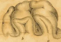 Picture 2 of 10 from Essays on phrenology : or an inquiry into the principles and utility of the system of Drs. Gall and Spurzheim, and into the objections made against it (1822), leaf 199