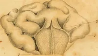 An illustration from Essays on phrenology : or an inquiry into the principles and utility of the system of Drs. Gall and Spurzheim, and into the objections made against it (1822)