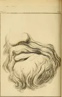 Picture 18 of 77 from Essays on physiognomy; calculated to extend the knowledge and the love of mankind (1797), leaf 195