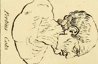 Picture 40 of 77 from Essays on physiognomy; calculated to extend the knowledge and the love of mankind (1797), leaf 270