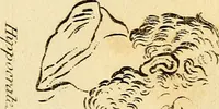 Picture 41 of 77 from Essays on physiognomy; calculated to extend the knowledge and the love of mankind (1797), leaf 270