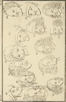 An illustration from Essays on physiognomy; calculated to extend the knowledge and the love of mankind (1797)