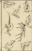 An illustration from Essays on physiognomy; calculated to extend the knowledge and the love of mankind (1797)