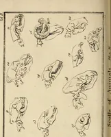 An illustration from Essays on physiognomy; calculated to extend the knowledge and the love of mankind (1797)