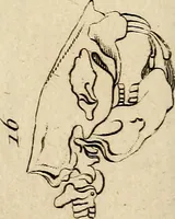 An illustration from Essays on physiognomy; calculated to extend the knowledge and the love of mankind (1797)