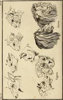An illustration from Essays on physiognomy; calculated to extend the knowledge and the love of mankind (1797)