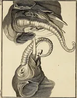 An illustration from Essays on physiognomy; calculated to extend the knowledge and the love of mankind (1797)
