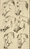 An illustration from Essays on physiognomy; calculated to extend the knowledge and the love of mankind (1797)