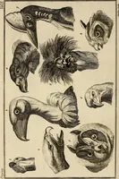 An illustration from Essays on physiognomy; calculated to extend the knowledge and the love of mankind (1797)