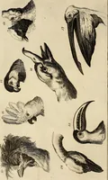 An illustration from Essays on physiognomy; calculated to extend the knowledge and the love of mankind (1797)