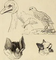An illustration from Essays on physiognomy; calculated to extend the knowledge and the love of mankind (1797)