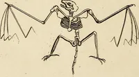 An illustration from Essays on physiognomy; calculated to extend the knowledge and the love of mankind (1797)