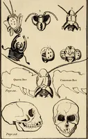 An illustration from Essays on physiognomy; calculated to extend the knowledge and the love of mankind (1797)