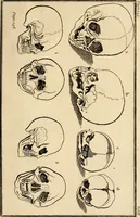 An illustration from Essays on physiognomy; calculated to extend the knowledge and the love of mankind (1797)