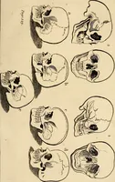 An illustration from Essays on physiognomy; calculated to extend the knowledge and the love of mankind (1797)