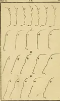 Picture 12 of 80 from Essays on physiognomy; calculated to extend the knowledge and the love of mankind (1797), leaf 53