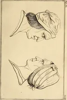 An illustration from Essays on physiognomy; calculated to extend the knowledge and the love of mankind (1797)