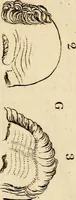 An illustration from Essays on physiognomy; calculated to extend the knowledge and the love of mankind (1797)