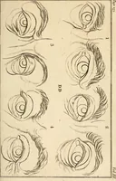 An illustration from Essays on physiognomy; calculated to extend the knowledge and the love of mankind (1797)