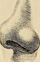 Picture 83 of 114 from Essays on physiognomy; calculated to extend the knowledge and the love of mankind (1797), leaf 439