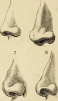 An illustration from Essays on physiognomy; calculated to extend the knowledge and the love of mankind (1797)