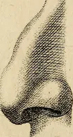 An illustration from Essays on physiognomy; calculated to extend the knowledge and the love of mankind (1797)