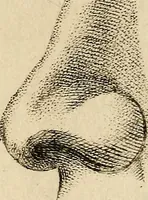 An illustration from Essays on physiognomy; calculated to extend the knowledge and the love of mankind (1797)