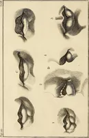 An illustration from Essays on physiognomy; calculated to extend the knowledge and the love of mankind (1797)
