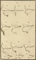 An illustration from Essays on physiognomy; calculated to extend the knowledge and the love of mankind (1797)