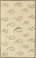 Picture 101 of 114 from Essays on physiognomy; calculated to extend the knowledge and the love of mankind (1797), leaf 489