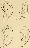An illustration from Essays on physiognomy; calculated to extend the knowledge and the love of mankind (1797)