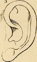 Picture 103 of 114 from Essays on physiognomy; calculated to extend the knowledge and the love of mankind (1797), leaf 492
