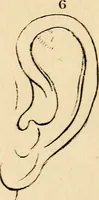 Picture 104 of 114 from Essays on physiognomy; calculated to extend the knowledge and the love of mankind (1797), leaf 492