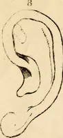Picture 105 of 114 from Essays on physiognomy; calculated to extend the knowledge and the love of mankind (1797), leaf 492