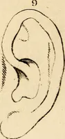 Picture 106 of 114 from Essays on physiognomy; calculated to extend the knowledge and the love of mankind (1797), leaf 492
