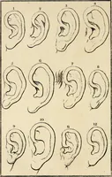 Picture 107 of 114 from Essays on physiognomy; calculated to extend the knowledge and the love of mankind (1797), leaf 495