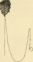 An illustration from Essays and studies presented to William Ridgeway on his sixtieth birthday, 6 August 1913 (1914)