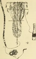 An illustration from Essays and studies presented to William Ridgeway on his sixtieth birthday, 6 August 1913 (1914)