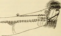 An illustration from Essays and studies presented to William Ridgeway on his sixtieth birthday, 6 August 1913 (1914)