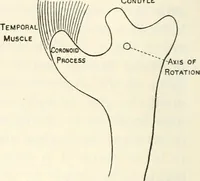 An illustration from Essays and studies presented to William Ridgeway on his sixtieth birthday, 6 August, 1913 (1913)